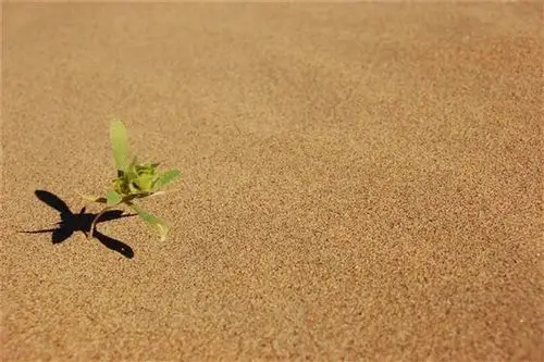 从情感方面如何理解"压倒骆驼的从来不是一根稻草"这句话?