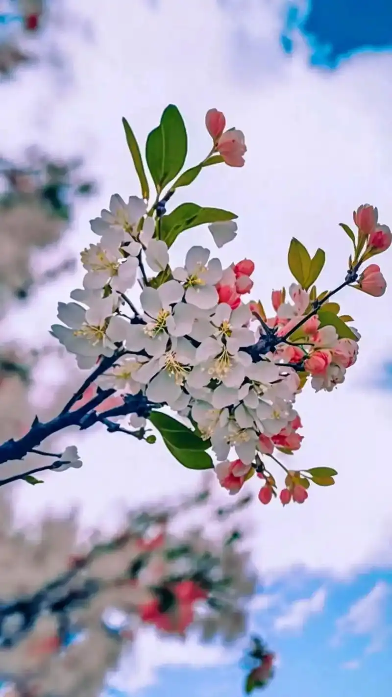 海棠花优雅美丽,寓意着富贵,国色天香和坚韧不拔,海棠花的花型 - 抖音