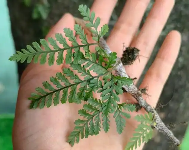 人称白毛蛇生于岩壁或树干上3大作用农民朋友要了解