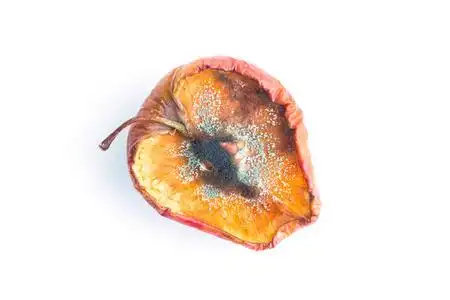 果实特写老皱的苹果,上面有蓝色的木板老腐烂的苹果在白色隔绝的背景