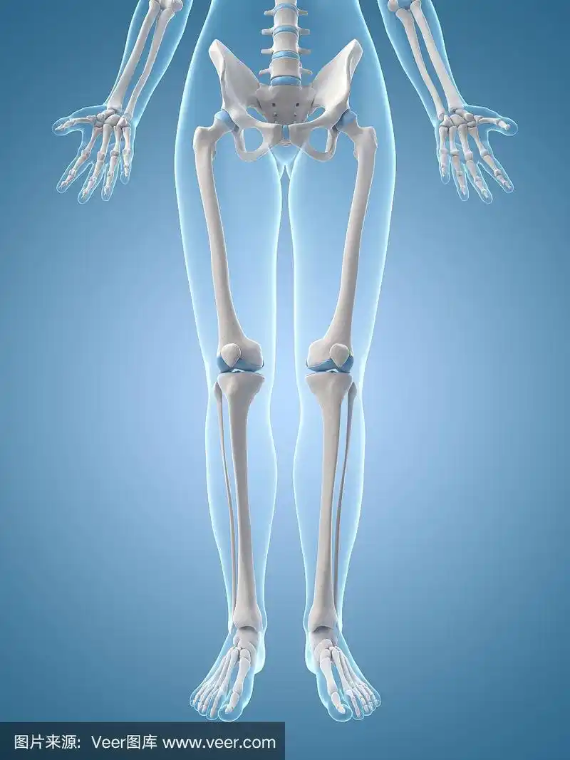 女性骨骼-腿部