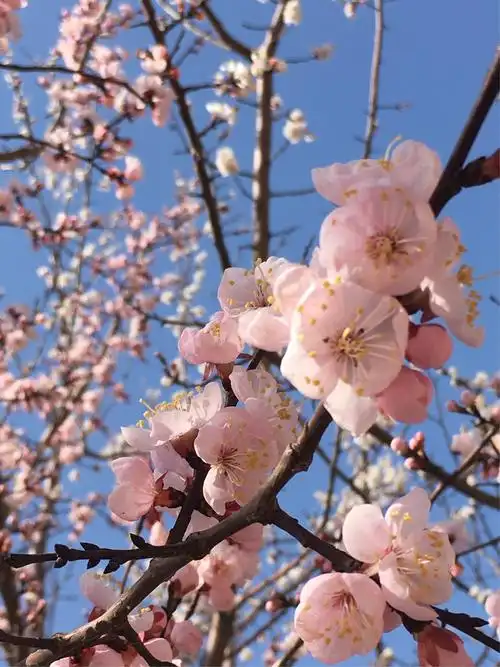 盛开在公园里,马路边的杏花桃花扮美哈尔滨的春天