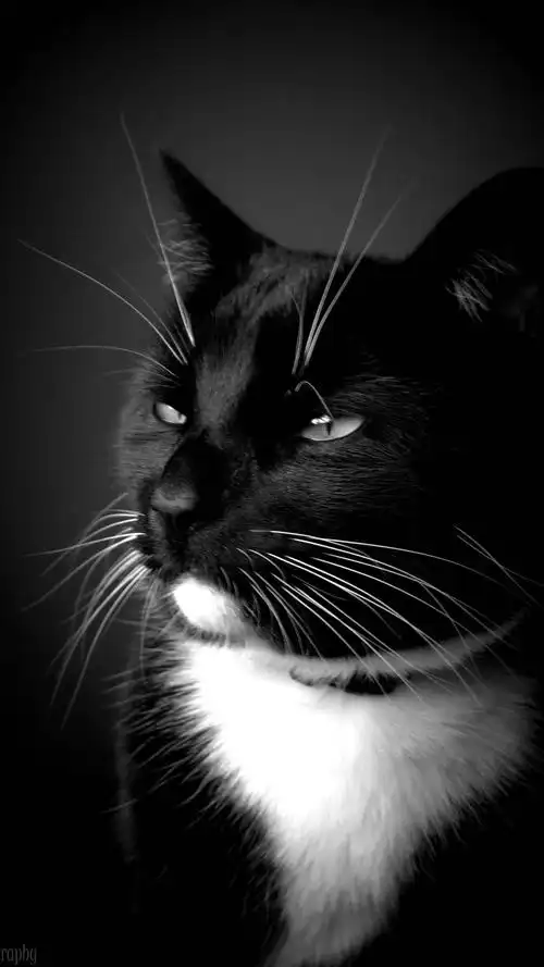 猫咪,黑白,猫,黑白,可爱萌宠,帅气写真,手机壁纸酷炫黑白色调猫咪写真
