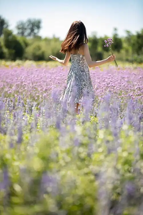 年轻女士在薰衣草田地里图片下载