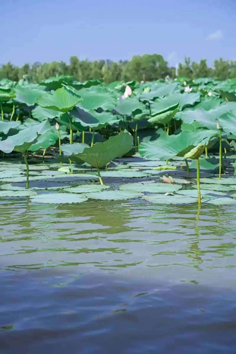 荷花绽满池塘的夏天#荷花 #摄影  - 抖音