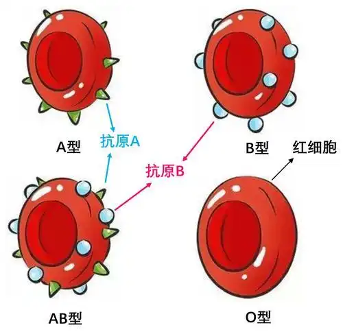 那这个人就是a型血;如果红细胞表面带有b抗原,这个人就是b型血;如果这