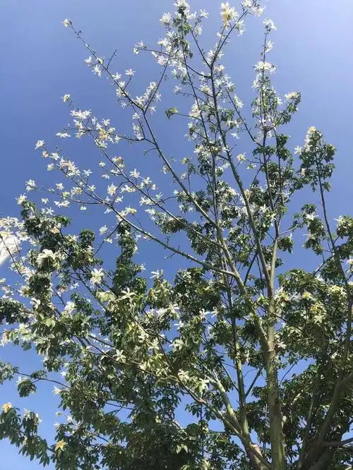 白色的异木棉花