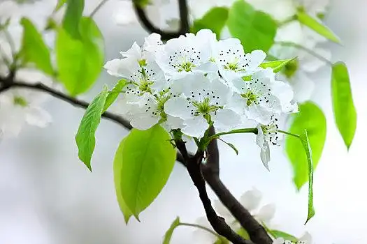 美丽的梨花图片