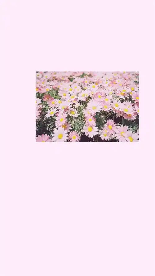 唯美粉色调少女心非主流背景,高清图片,手机锁屏桌面-壁纸族