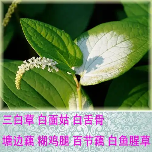 新鲜野生草药三白草白面姑白舌骨塘边藕百节藕白鱼腥草顺丰快递