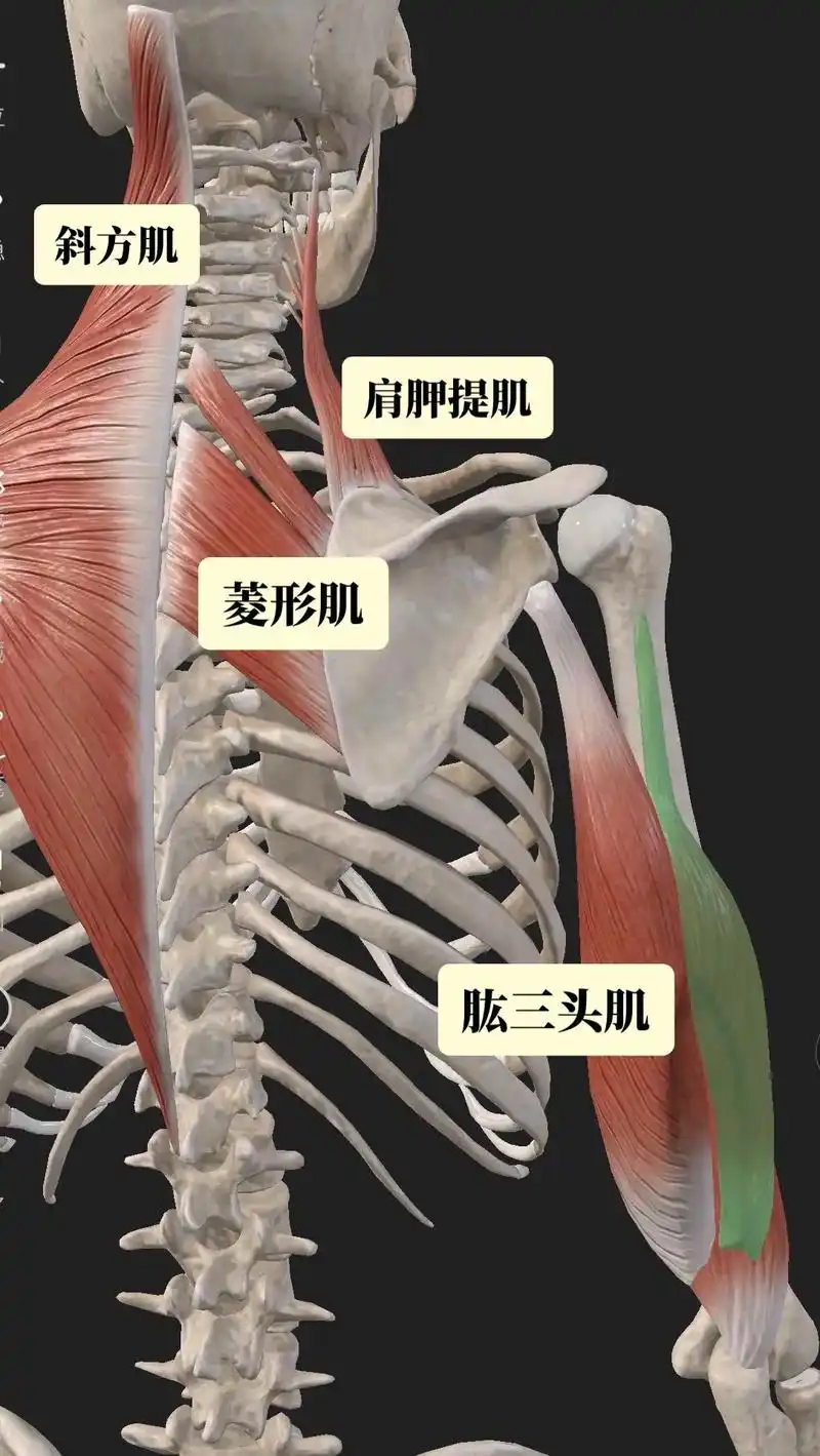斜方肌.#斜方肌#肩胛提肌#菱形肌#肱三头肌 - 抖音
