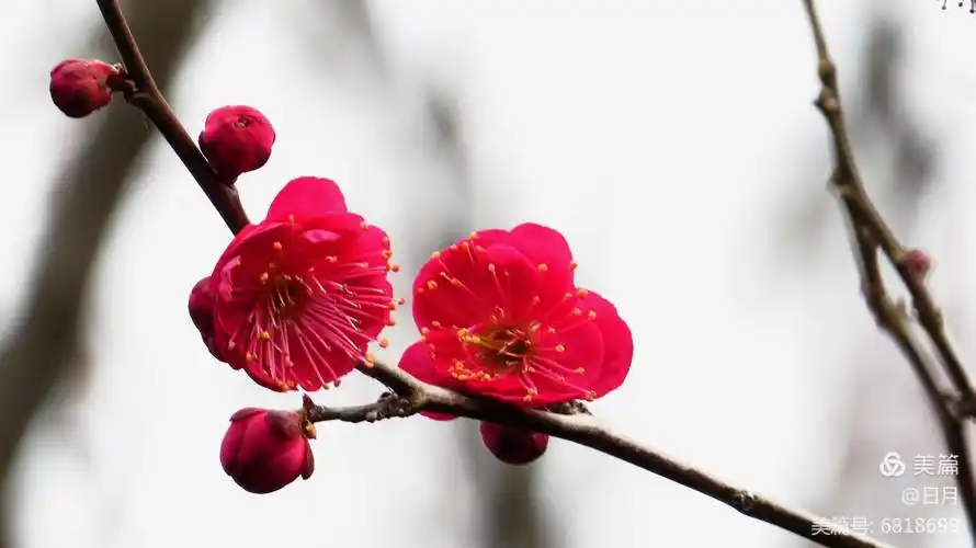 梅花迎新香如故