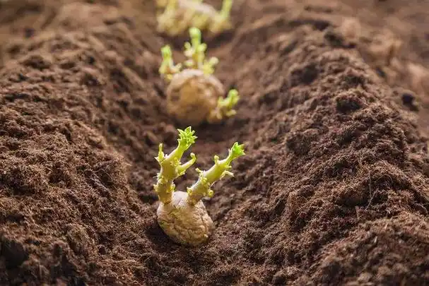 春季怎么种植土豆?怎么施肥?