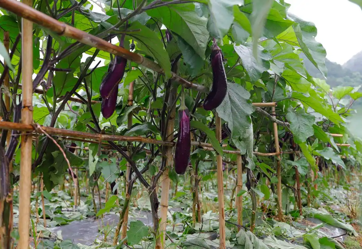 2019年,董秧村引进贵州一丰农业发展有限公司到该村发展茄子种植300亩