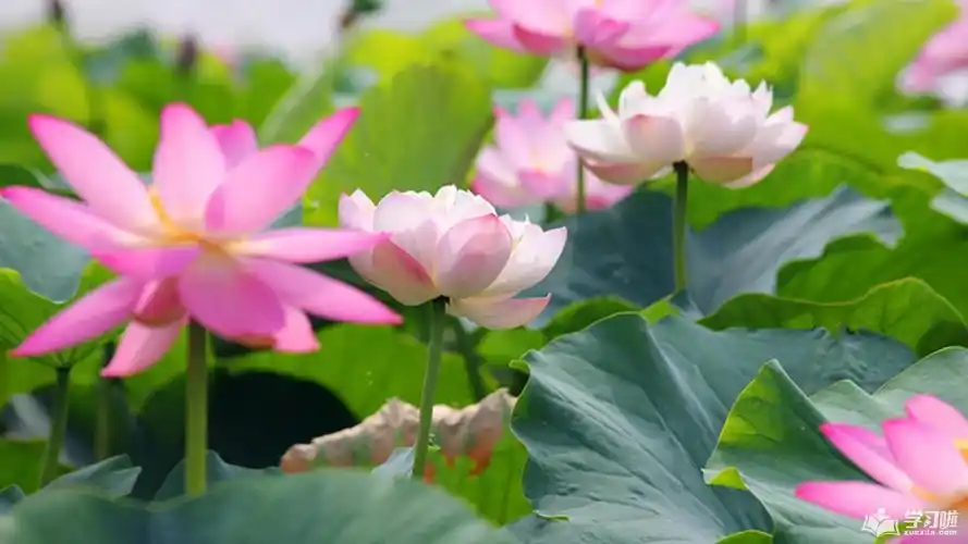 荷花图片大全真实(荷花图片大全大图唯美)