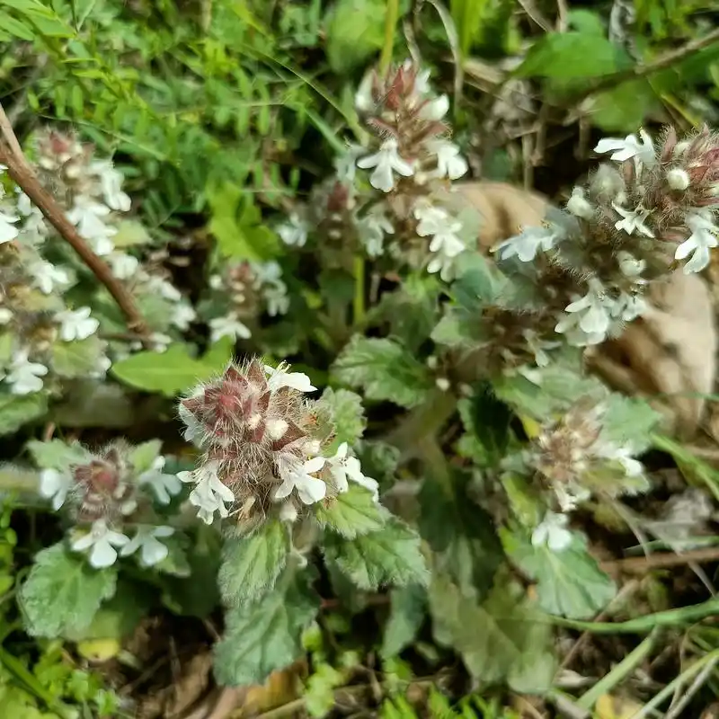 纯天然野生白毛夏枯草筋骨草白头翁