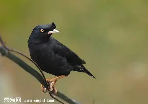 其实除了鹦鹉会说话,八哥也会哦,当然这些 宠物鸟不是天生就会说,都是