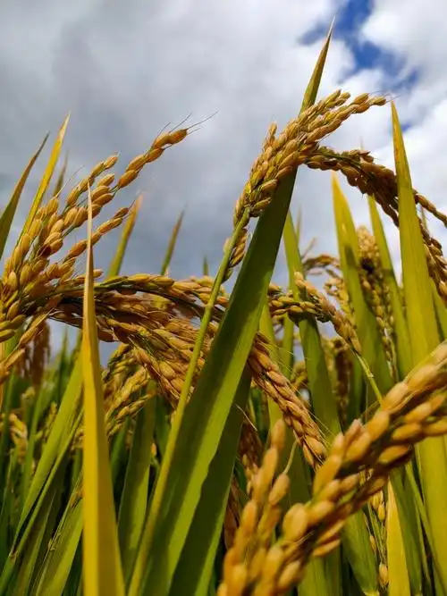 金色的九月,迎来了稻谷的丰收景象,金黄色的稻子和压弯杆的谷子,在