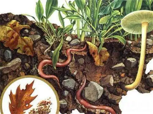 与此同时,你不能长时间待在水中,因为他天生害怕水,而水是他的天敌.