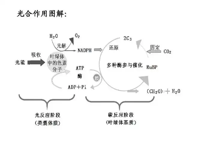 光合作用图解: 光合作用图解