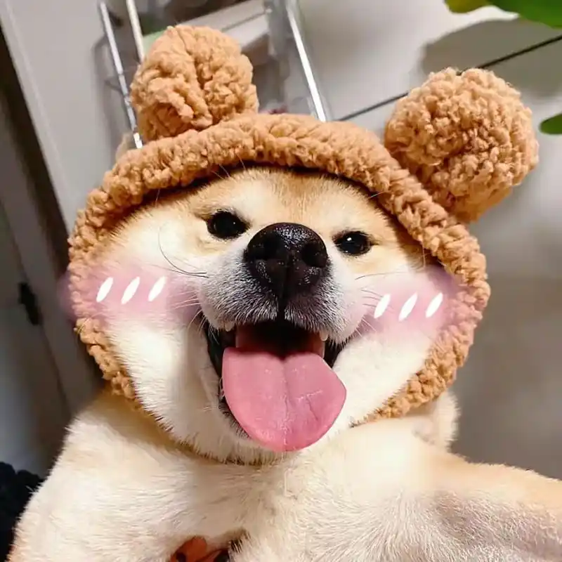 可用可爱动物头像 - 你永远不会去爱她 - 抖音