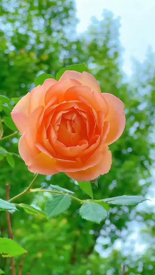 多闻花香,让心情也染上花香,走近花草,让生活也五彩斑斓.