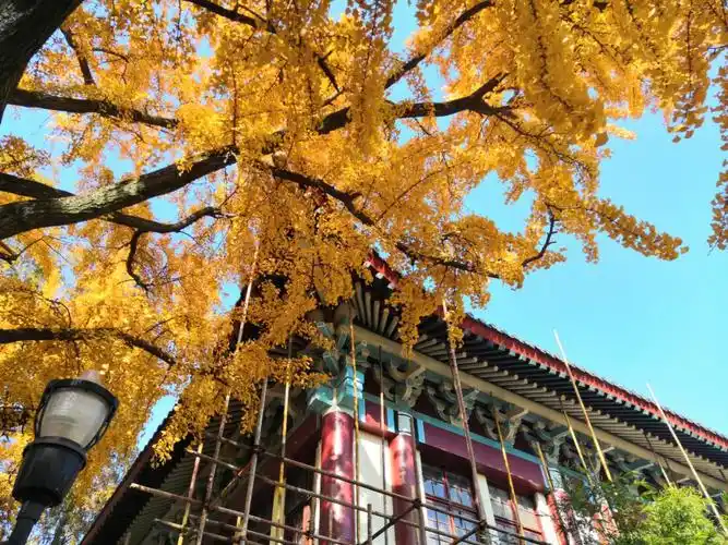 南师大随园银杏