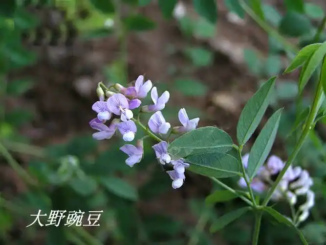 《诗经》里的植物辨识(四十四)"薇"真的是野豌豆吗?_大豆_巢菜_中国