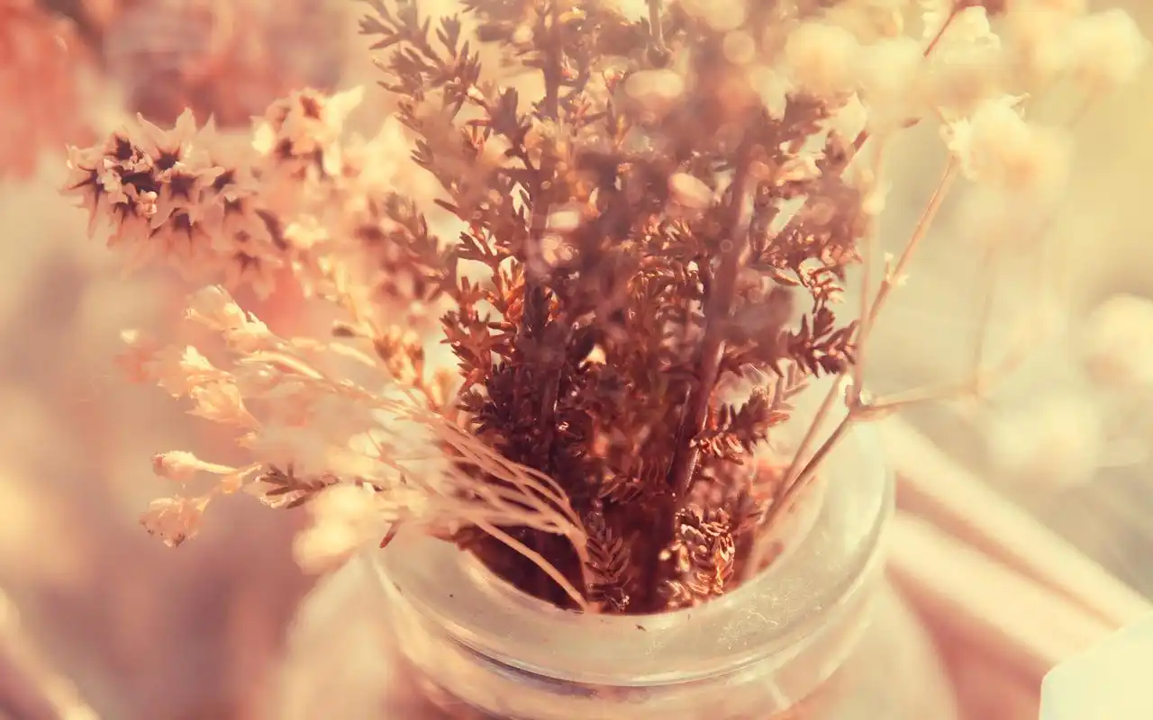 极简小清新素雅花朵花瓶盆栽唯美意境桌面壁纸第二辑