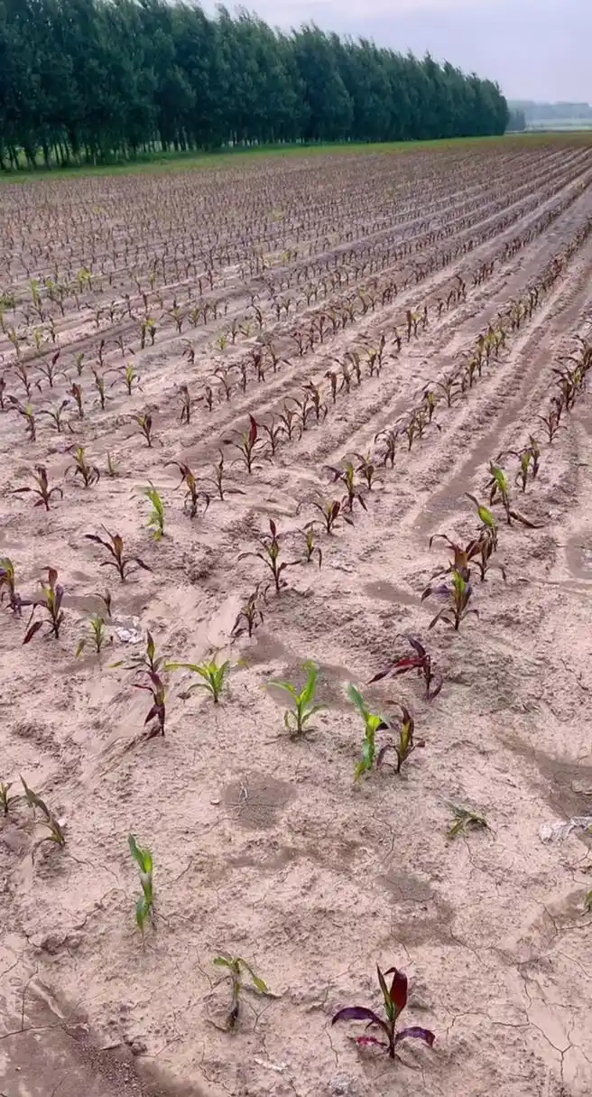 今年种的玉米,玉米苗倒是都长出来了,可怎么好多都变成紫色了?