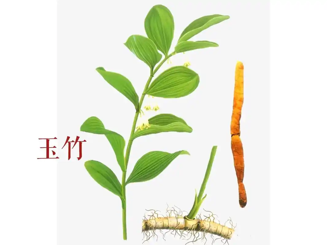 每天认识中草药-玉竹.玉竹来源于百合科植物玉竹的干燥根茎.是 - 抖音