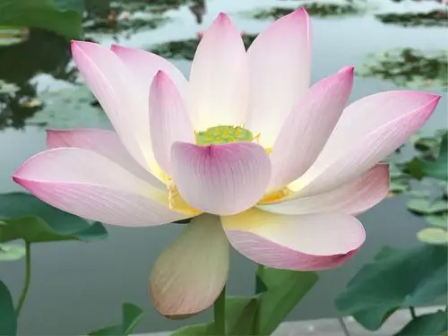 20180709晨,莲花池公园赏荷! - 美篇