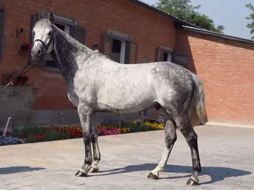 性别:母 身高: 毛色:青 体貌特征: 烙印: 年龄(岁):6 品种:澳洲温血