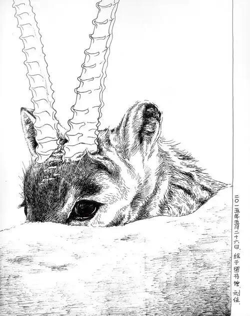 藏羚羊原创作品纯艺术绘画snakejia[独立原创彩铅画 · 摄影 | 手绘]