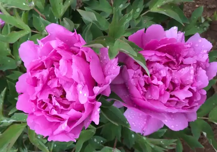 玲儿的美篇 国花—牡丹 - 美篇