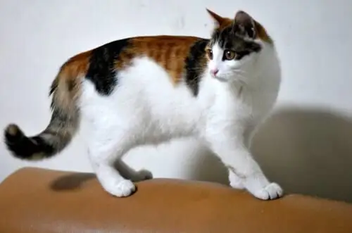 中国五大土猫,你最喜欢哪个?