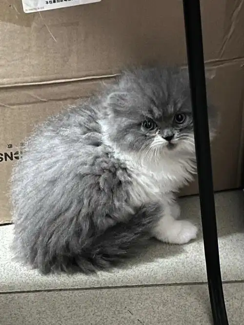 加菲猫和蓝猫混合儿