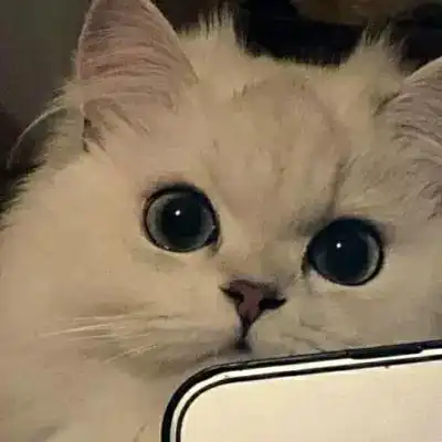 精选小猫咪可爱的宠物超级萌的头像 抖音可爱小猫咪头像高清大全_动物