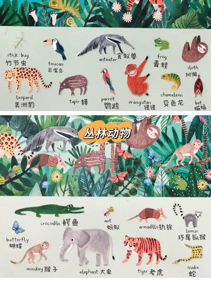 常见100种动物英文,配图很可爱的 丛林动物 海洋动物 野生动物 #英语