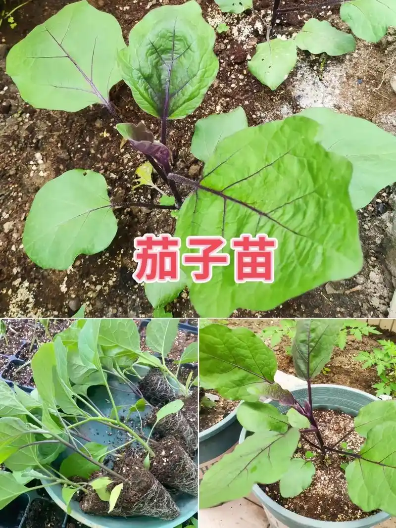 茄子苗