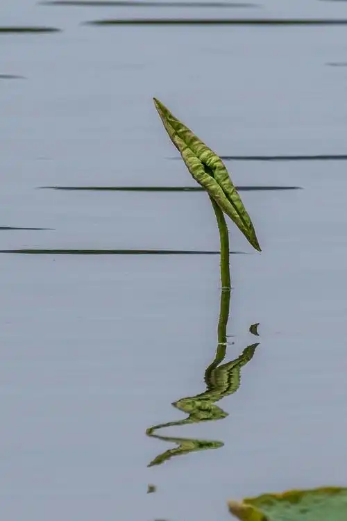 小荷才露尖尖角