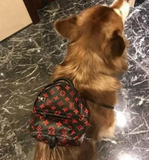 王思聪秀优越的方式太简单粗暴陈冠希陈乔恩炫富于无形才叫高明