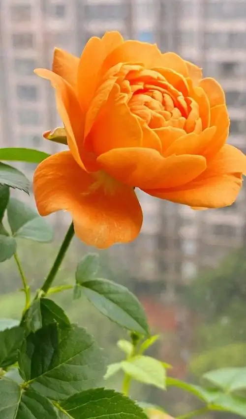 最美的鲜花图片大全(最美的鲜花图片大全大图)