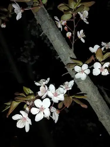 夜晚(抬头)赏(树上的)花.