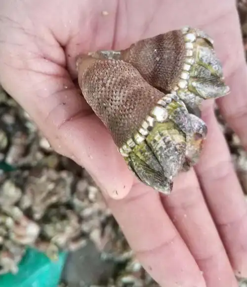 霞浦鲜活佛手贝观音手鹅颈藤壶狗爪螺佛手螺500g 3斤【图片 价格 品牌