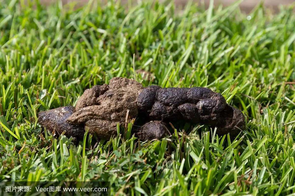院子里有一堆狗屎,没有清理干净