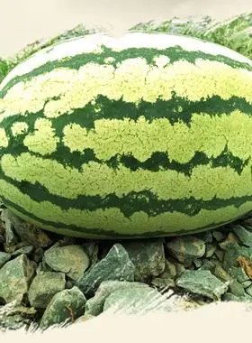 宁夏石缝瓜(西瓜)1个约7.5kg