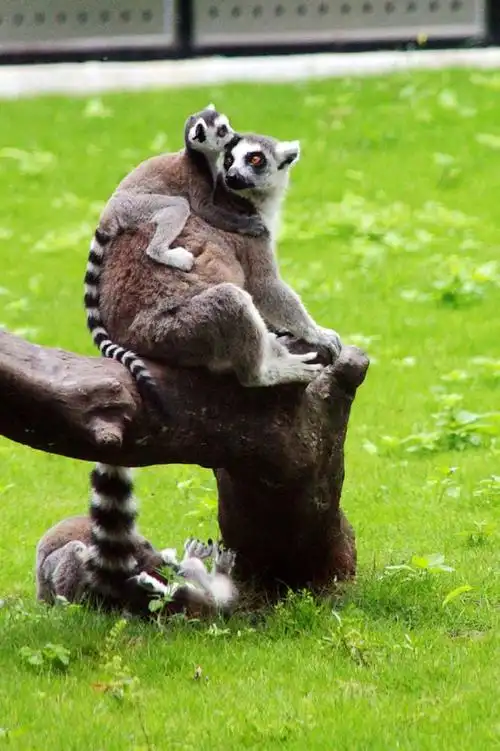 抓拍动物园里小精灵-----狐猴