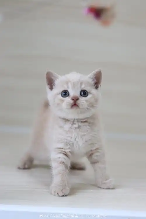 可预定~  英短猫舍超话英短乳白超话英短超话英国短毛猫超话#吸猫##广