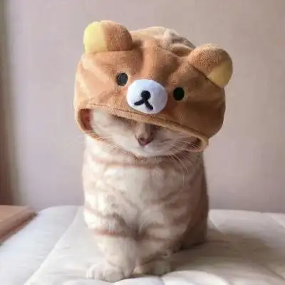 简约可爱的猫咪头像你是我宇宙里恰好相遇的浪漫